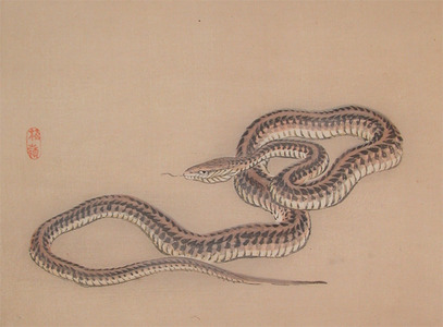 japancoll-p120-bairei-snake-8569明治３６・・幸野楳嶺