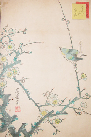 japancoll-p125-sugakudo-bush-warbler-and-white-plum-blossoms-5197安政０６・06・ 嵩岳堂（但し田崎草雲の仮託との説あり）「生写四十八鷹」（「第二」）「うぐひす」「白梅」