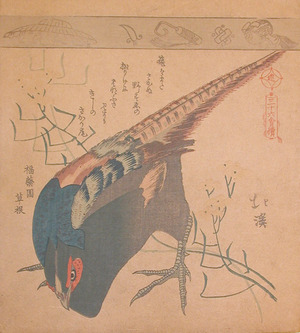 japancoll-p175-hokkei-pheasant-8192文政・・北渓「☆（七宝連）」「三十六禽続」