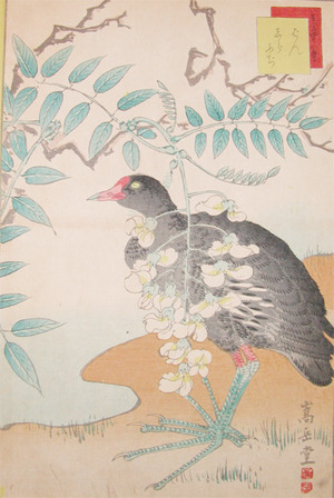 japancoll-p195-sugakudo-ban-bird-and-white-wisteria-5187安政０６・10・ 嵩岳堂（但し田崎草雲の仮託との説あり）「生写四十八鷹」（「十四」）「ばん」「しらふぢ」