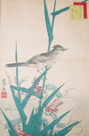japancoll-p285-sugakudo-yoshikiri-bird--reeds-and-nofuji-flowers-5188安政０６・10・嵩岳堂（但し田崎草雲の仮託との説あり）「生写四十八鷹」（「十三」）「よしきり」「芦」「野ふぢ」