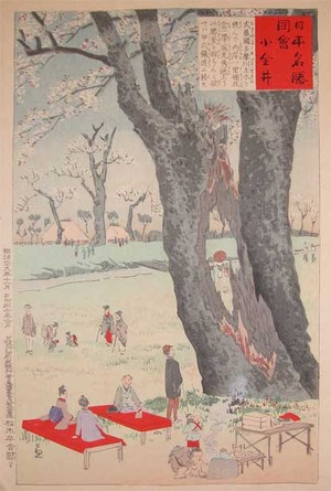 japancoll-p300-kiyochika-cherry-trees-at-koganei-9109明治２９・11・清親「日本名勝図会」「小金井」