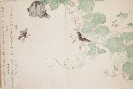 japancoll-p4800-utamaro-wasp-and-hairy-caterpillar-4690・・歌麿〈1〉「蜂」「毛虫」