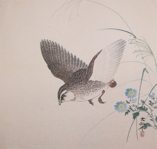 japancoll-p675-koson-quail-in-flight-6949明治・・小原古邨