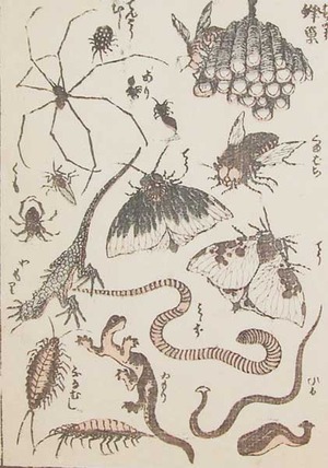 japancoll-p85-hokusai-insects-8871文化１２・・北斎「蜂巣」「てんとうむし」「あり」「くまばち」「てう」「くも」「てう」「みゝず」「やもり」「ひる」「ゐもり」「ふなむし」
