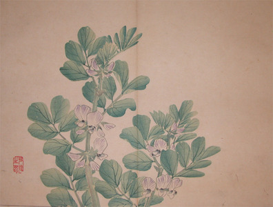 japancoll-p85-kenichiro-flowering-pea-6259明治１９・11・西山謙一郎（西山完瑛）（「蚕豆華」）