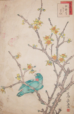 japancoll-p85-sugakudo-parrot-and-wintersweet-robai--5157安政０６・11・嵩岳堂（但し田崎草雲の仮託との説あり）「生写四十八鷹」（「四十八」）「砂糖鳥」「らうばい」