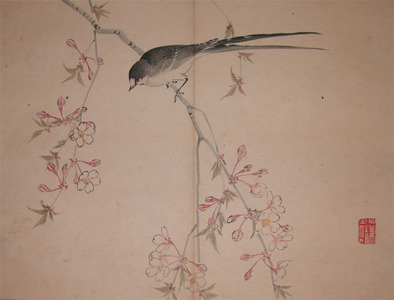 japancoll-p95-kenichiro-cherry-blossoms-6250明治１９・11・西山謙一郎（西山完瑛）（「糸さくら」「つはめ」）