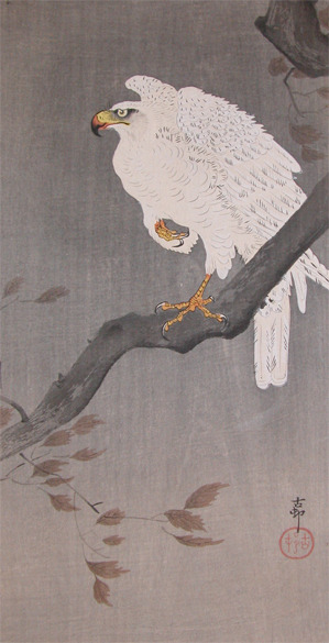 japancoll-p975-koson-white-eagle-on-a-branch-6911明治・・小原古邨