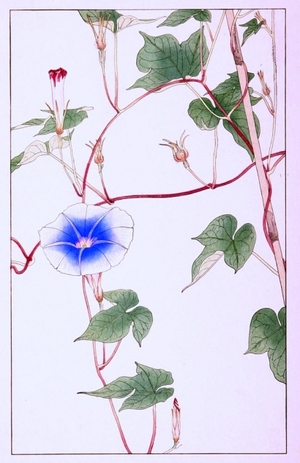 Japanese Print "Morning Glory" by Hisui Sugiura