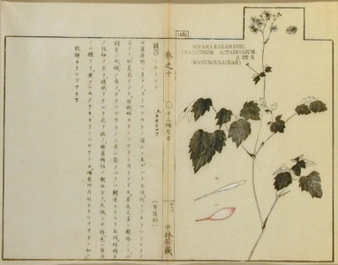 無款: Miyama Karamatsu, Thalictrum actaefolium, S et Z, Ranunculaceae - Art Gallery of Greater Victoria