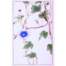 Hisui Sugiura: Morning Glory - Art Gallery of Greater Victoria