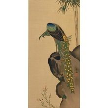山口素絢: Peacock - Art Gallery of Greater Victoria