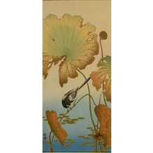 Ohara Koson: Wagtail and Lotus - Art Gallery of Greater Victoria