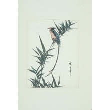 Ando Hiroshige, 歌川広重 (Ando Hiroshige)による浮世絵「Long Scissor-tailed Bird on Bamboo Shoot」