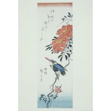 Ando Hiroshige, 歌川広重 (Ando Hiroshige)による浮世絵「Kingfisher on Flowering Branch」