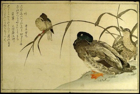 喜多川歌麿: Myriad Birds: A Kyoka Competition (Momo chidori kyoka awase) - シカゴ美術館