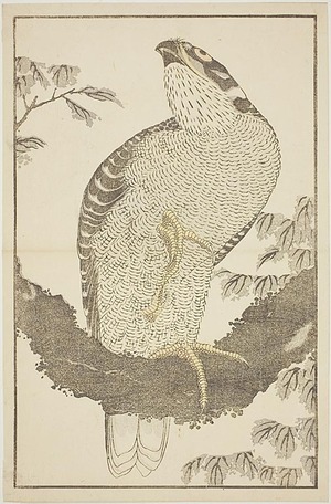 葛飾北斎: Hawk, from The Picture Book of Realistic Paintings of Hokusai (Hokusai shashin gafu) - シカゴ美術館