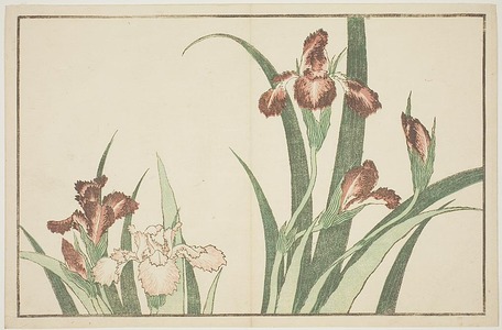 葛飾北斎: Iris, from The Picture Book of Realistic Paintings of Hokusai (Hokusai shashin gafu) - シカゴ美術館