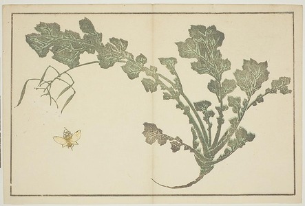 葛飾北斎: Fly and Herb, from The Picture Book of Realistic Paintings of Hokusai (Hokusai shashin gafu) - シカゴ美術館