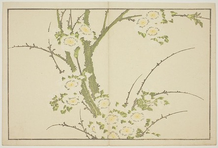 葛飾北斎: Flowers, from The Picture Book of Realistic Paintings of Hokusai (Hokusai shashin gafu) - シカゴ美術館