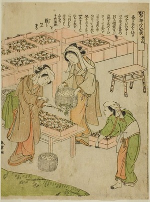Katsukawa Shunsho: Plate 6 (Examining the Newly Spun Cocoons), from the series 