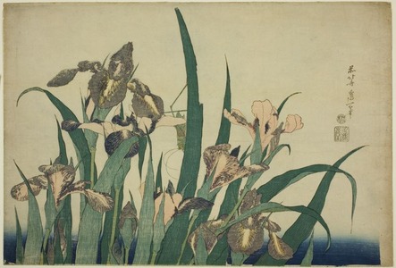 葛飾北斎: Iris and Grasshopper, from an untitled series of large flowers - シカゴ美術館