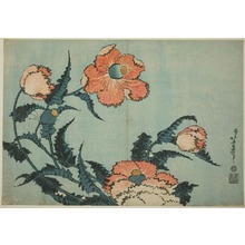 葛飾北斎: Poppies, from an untitled series of large flowers - シカゴ美術館
