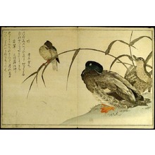 喜多川歌麿: Myriad Birds: A Kyoka Competition (Momo chidori kyoka awase) - シカゴ美術館