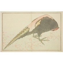 葛飾北斎: Male Pheasant, from The Picture Book of Realistic Paintings of Hokusai (Hokusai shashin gafu) - シカゴ美術館