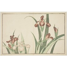 Estampe japonaise "Iris, from The Picture Book of Realistic Paintings of Hokusai (Hokusai shashin gafu)" par Katsushika Hokusai, 葛飾北斎 (Katsushika Hokusai)