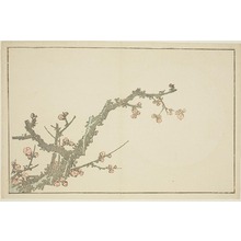 葛飾北斎: Blooming Plum Tree, from The Picture Book of Realistic Paintings of Hokusai (Hokusai shashin gafu) - シカゴ美術館