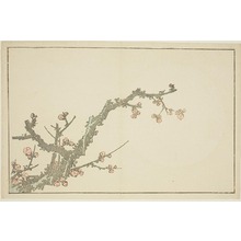 Estampe japonaise "Blooming Plum Tree, from The Picture Book of Realistic Paintings of Hokusai (Hokusai shashin gafu)" par Katsushika Hokusai, 葛飾北斎 (Katsushika Hokusai)