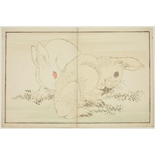 葛飾北斎: Two Rabbits, from The Picture Book of Realistic Paintings of Hokusai (Hokusai shashin gafu) - シカゴ美術館