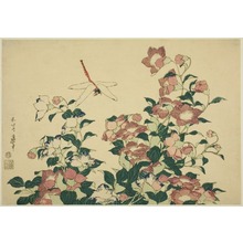 葛飾北斎: Bell-flower and Dragonfly, from an untitled series of large flowers - シカゴ美術館