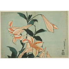 葛飾北斎: Lilies, from an untitled series of Large Flowers - シカゴ美術館