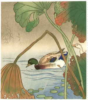 Unknown, 無款 (null)による浮世絵「Mallard and Lotus Leaves」