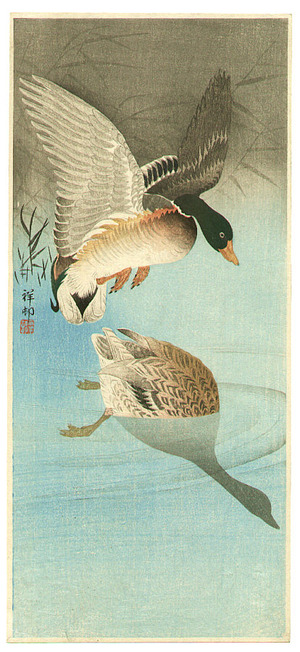 小原古邨: Two Mallard Ducks in a Pond - Artelino