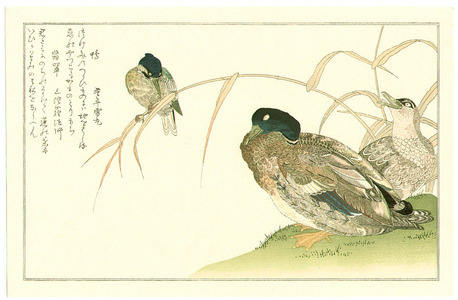 Kitagawa Utamaro: Mallard and Kingfisher - Artelino