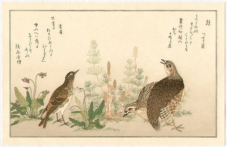 Kitagawa Utamaro: Quail and Lark - Artelino