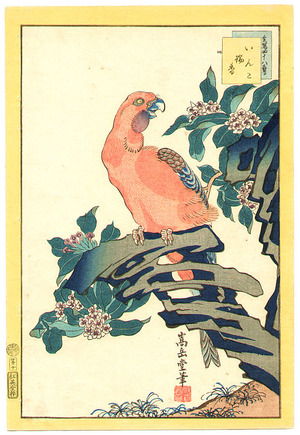 Nakayama Sugakudo: Red Parrot - Artelino