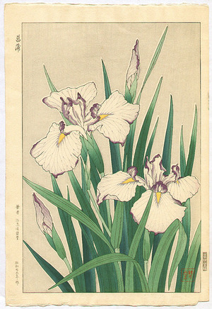Kawarazaki Shodo: White Iris - Artelino