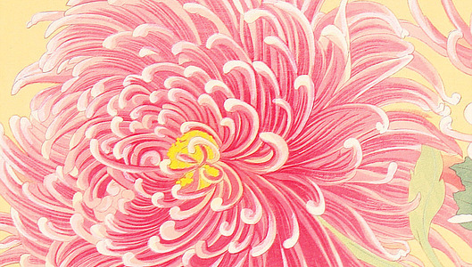 無款: Pink Chrysanthemums - Artelino