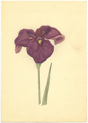 Unknown: Violet Iris - Artelino