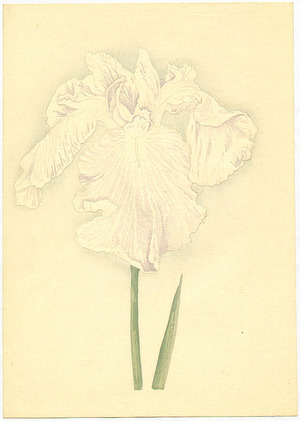 Unknown: White Iris - Artelino
