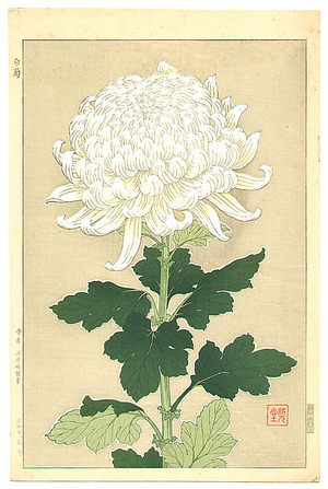 Kawarazaki Shodo: White Chrysanthemum - Artelino