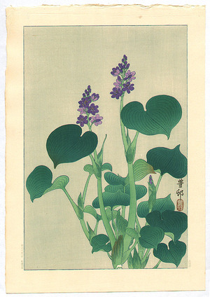 小原古邨: Purple Flowering Hosta - Artelino