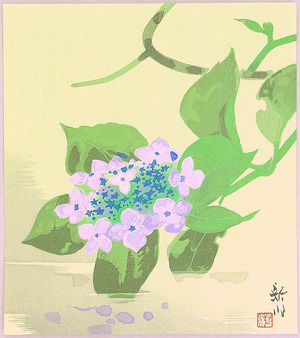 Unknown: Hydrangea - Artelino