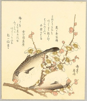 Yashima Gakutei: Puffer Fish and Plum Blossoms - Artelino