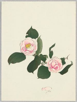 Unknown: Camellias - Artelino